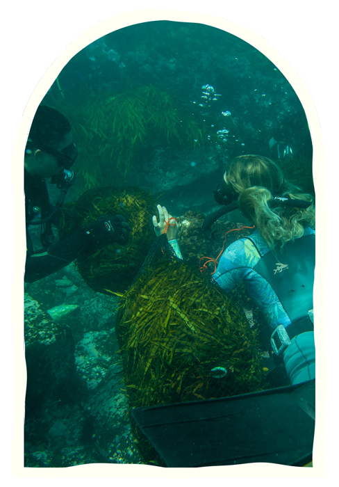 Crayweed Society Sustainability